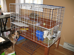 Diy Rabbit Cage